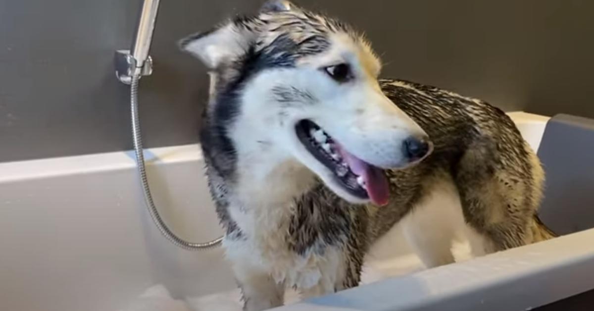 Questo Husky è l’unico cane al mondo che adora fare il bagnetto (video)