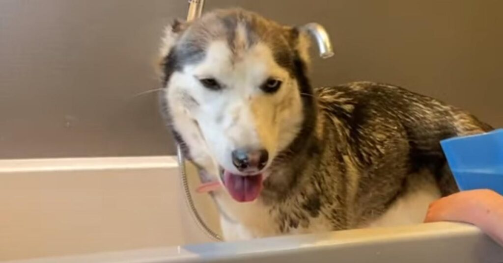 Husky che fa il bagno