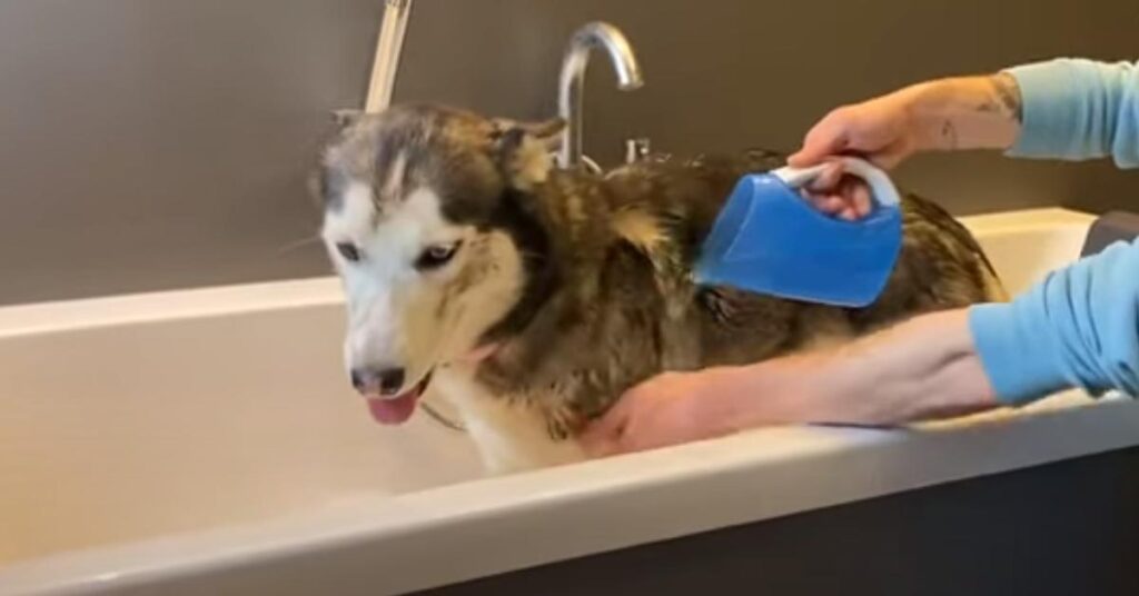 Husky che fa il bagno