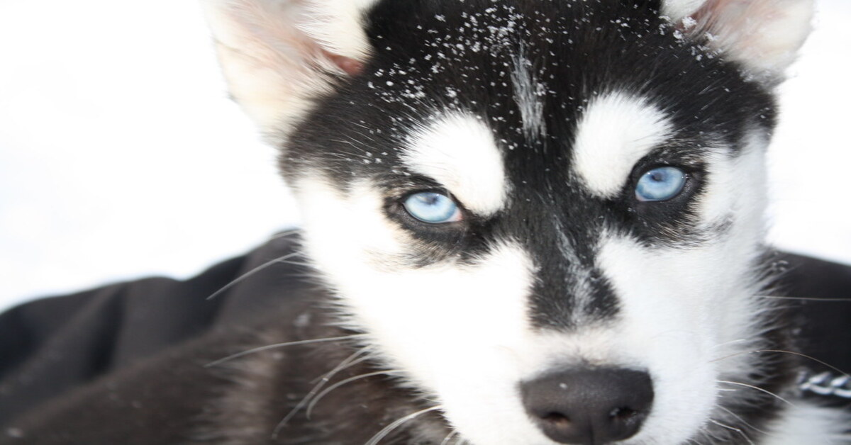 Ramsey il cucciolo di Siberian Husky che risponde a tono ai rimproveri della famiglia (VIDEO)