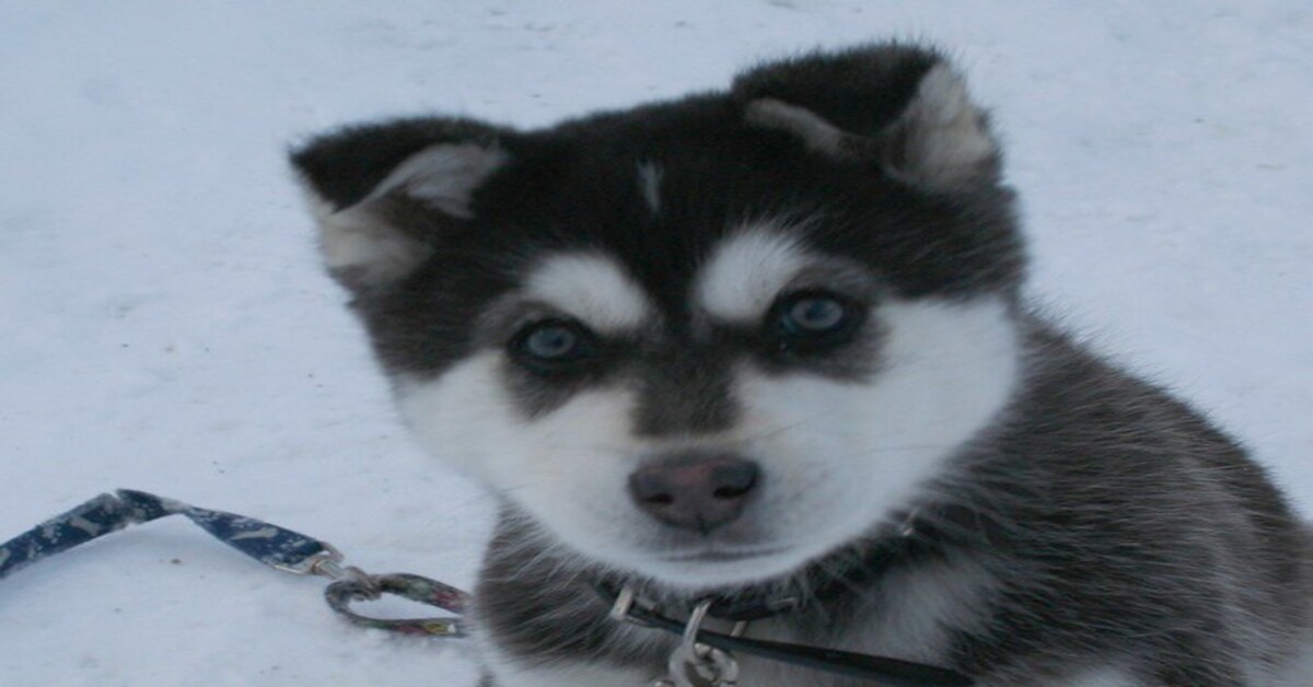 Ramsey cucciolo Siberian Husky video