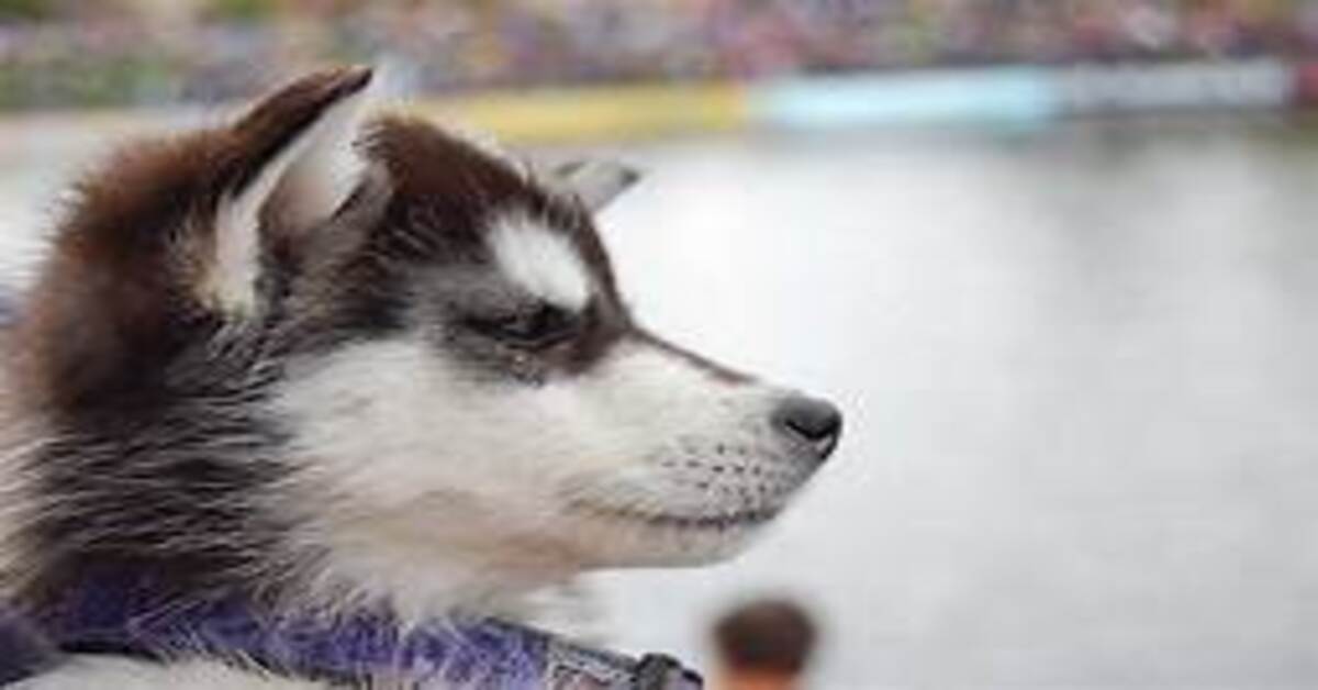 Ramsey cucciolo Siberian Husky video