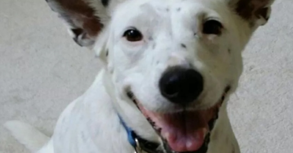 Reggie, la cagnolina sorda che ha imparato a comunicare con la sua padrona (VIDEO)