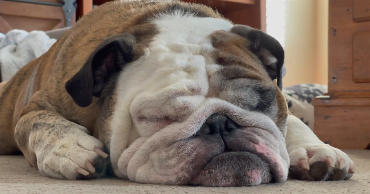 Il Bulldog inglese Reuben trascorre le vacanze natalizie con la sua famiglia (VIDEO)