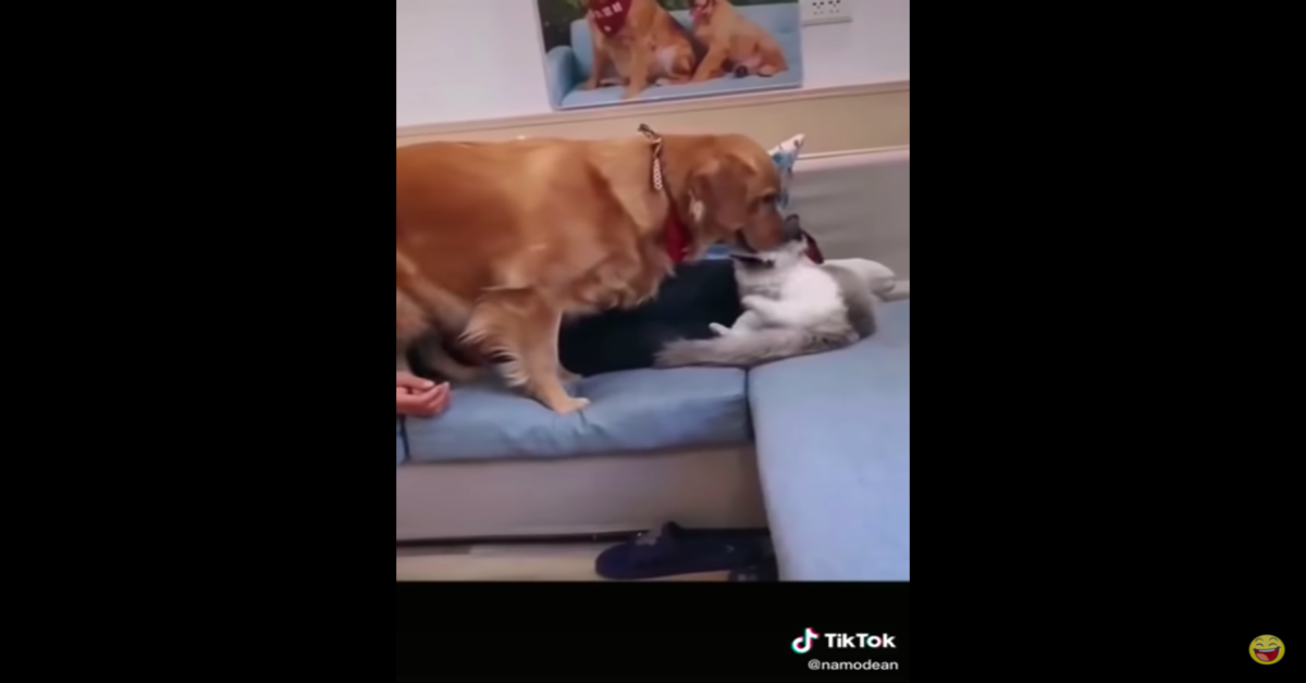 Cane geloso del padrone scaccia il gatto