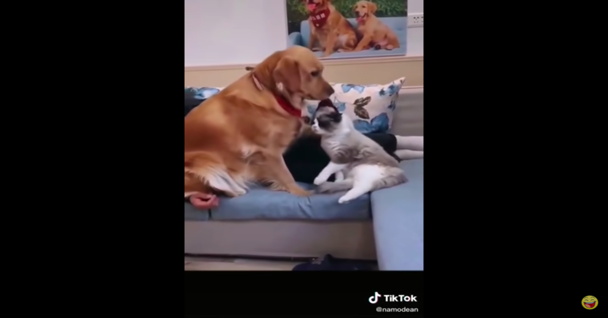 Cane scaccia il gatto dal divano 