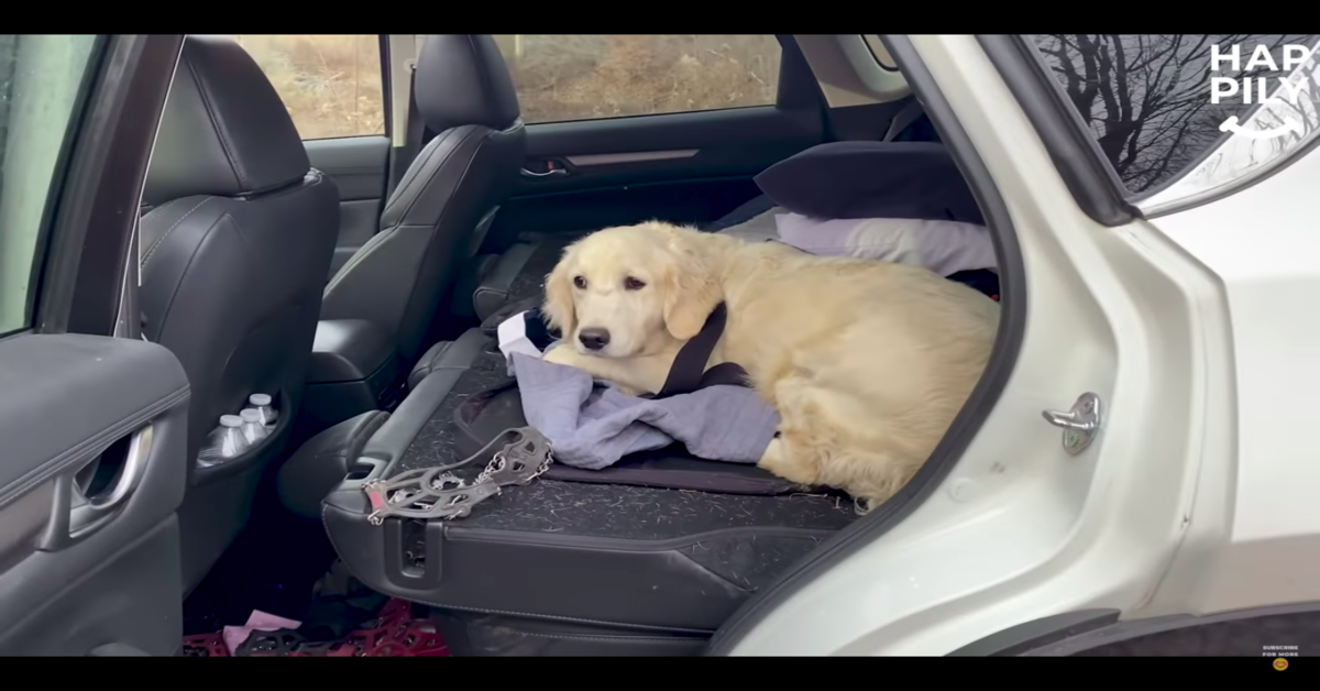 Il pilota di un drone trova Meadow, una cucciola di Golden Retriever che si era persa da dieci giorni (VIDEO)
