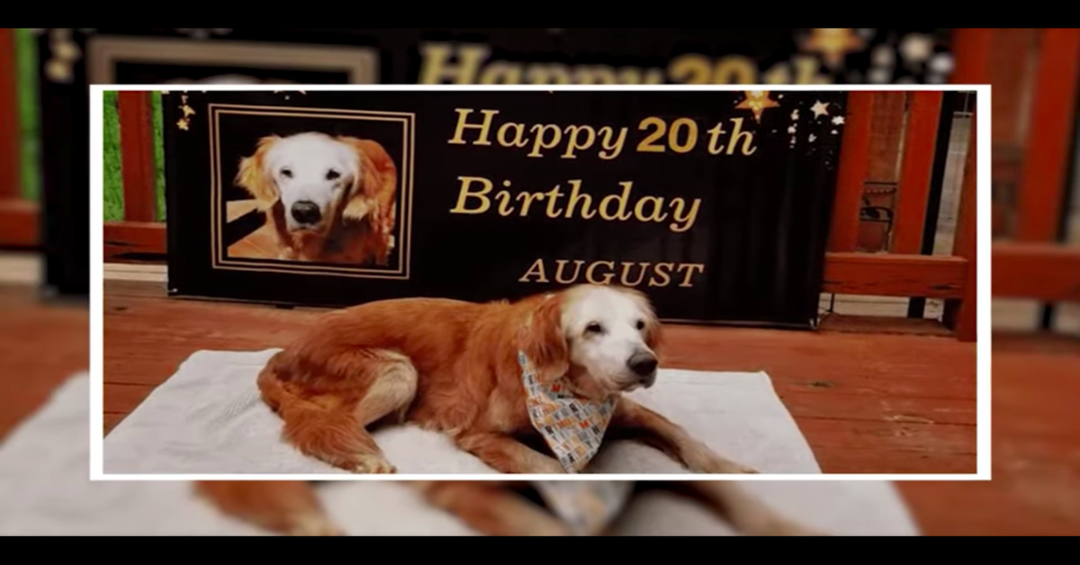 August: il Golden  Retriever più longevo del mondo ha appena compiuto 20 anni (VIDEO)