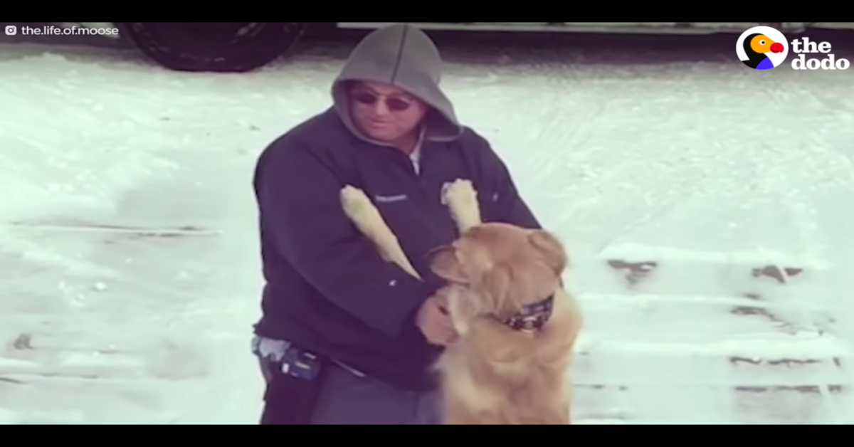 Il dolce cucciolo di Golden Retriever che aspetta ogni giorno il postino (VIDEO)