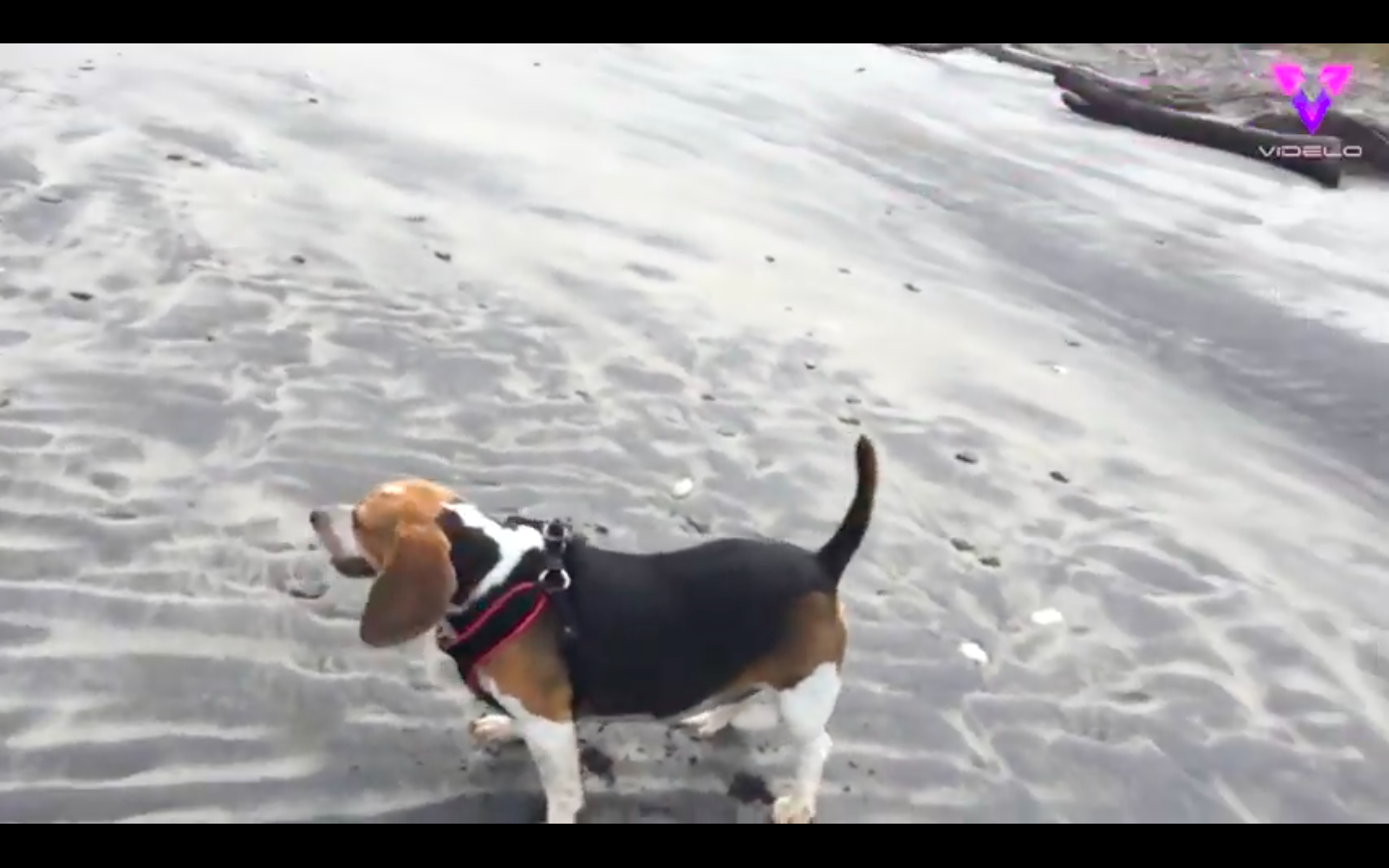 Kimmy beagle obeso