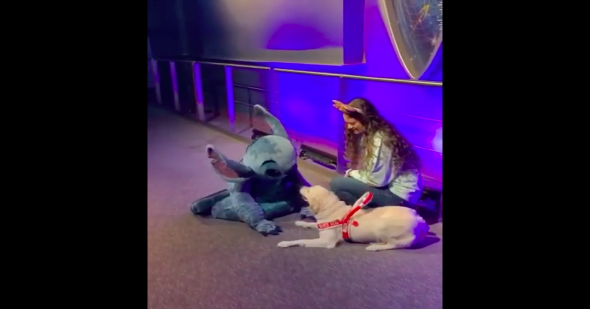 Ezra, il cucciolo di Golden Retriever che non può contenere la felicità al conoscere il personaggio Disney Stitch (VIDEO)