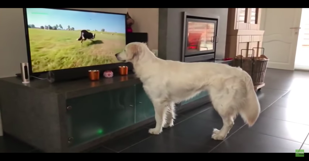 Maya, la cucciola di Golden Retriever che si emoziona quando vede un suo simile correre in televisione (VIDEO)