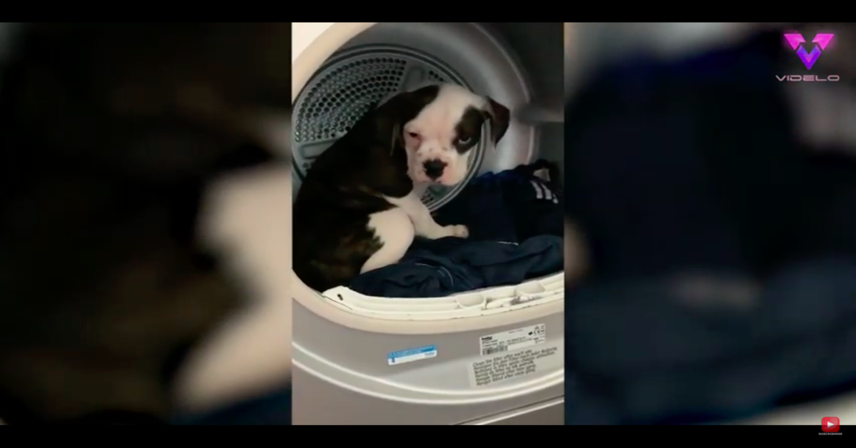 Bulldog in lavatrice