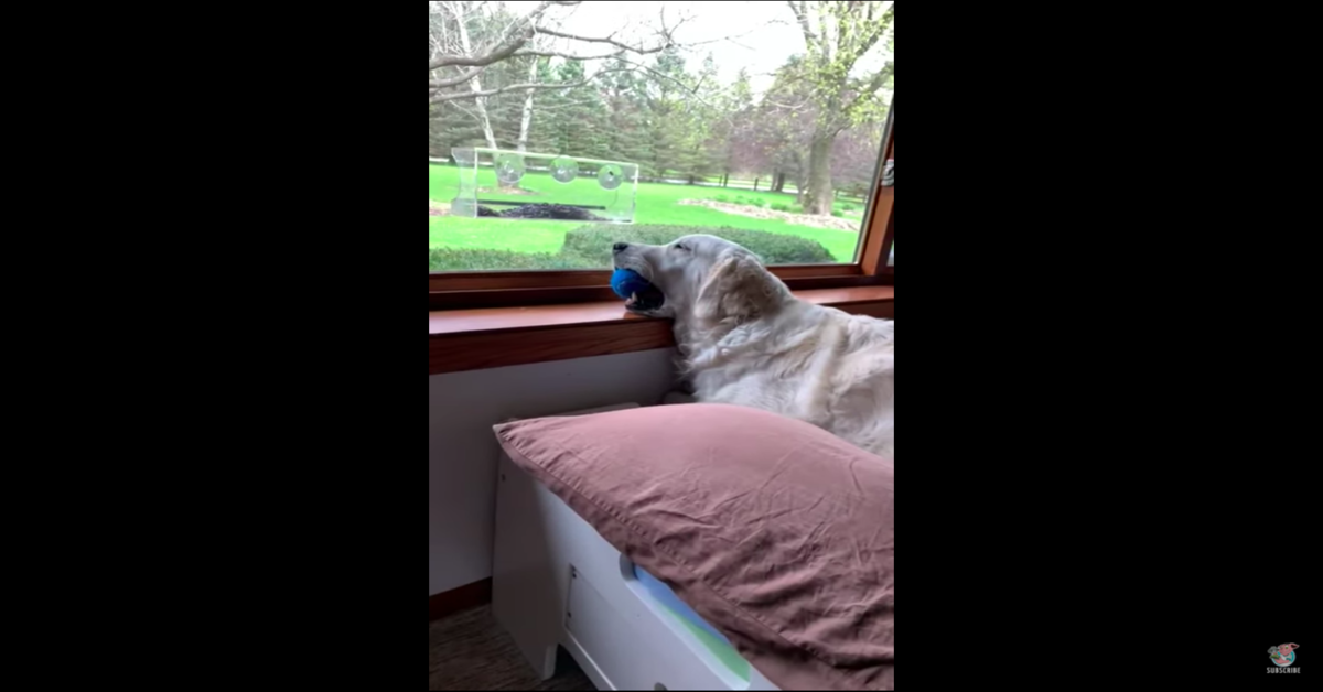 Un cucciolo di Golden Retriever dorme tenendo una palla in bocca. Il video vi conquisterà