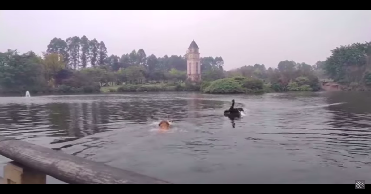 Che spavento: un cucciolo di Golden Retriever viene attaccato da un cigno mentre nuota in un lago. Per fortuna il cane sta bene (VIDEO)