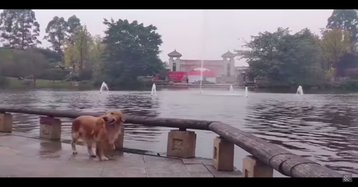 Golden esce dal lago dopo essere stato attaccato da un cigno