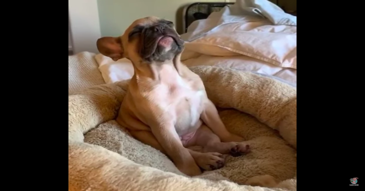 La perseveranza del tenero cucciolo di Bulldog Francese che cerca di resistere e di non addormentarsi  (VIDEO)