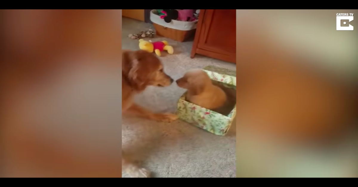 L’anziano Golden Retriever si commuove per il suo regalo: un cucciolo tutto per lui