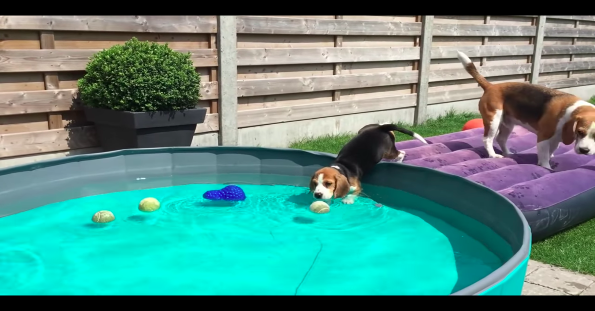 Un tenero cucciolo di Beagle fa il bagno in piscina per la prima volta (VIDEO)