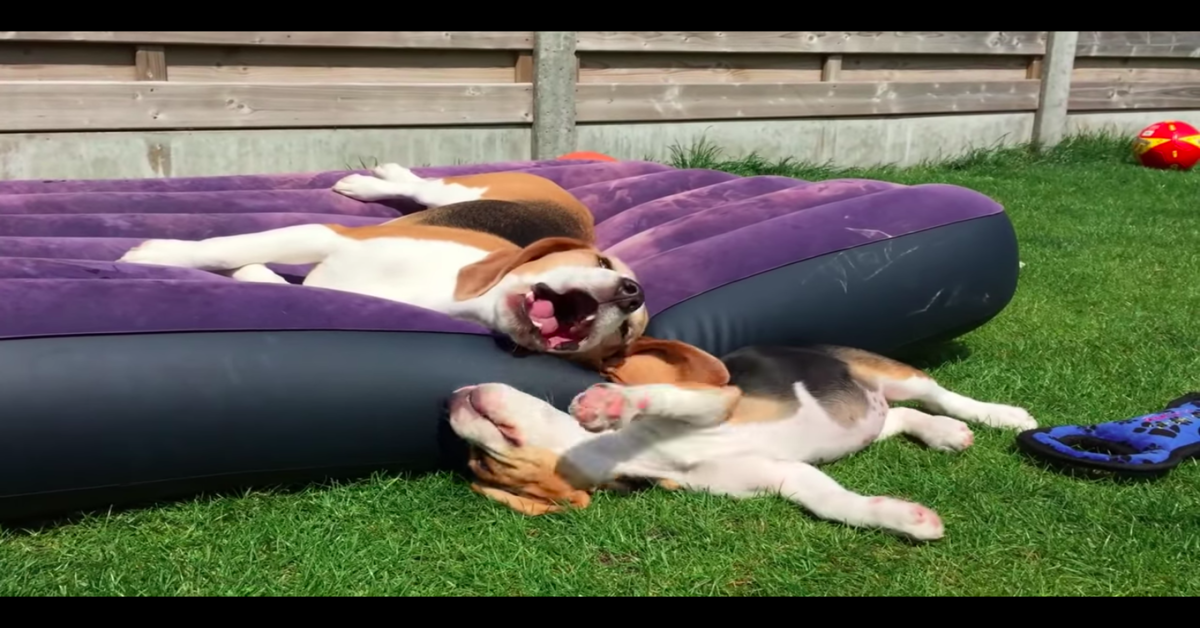 Beagle prendono il sole sul materassino