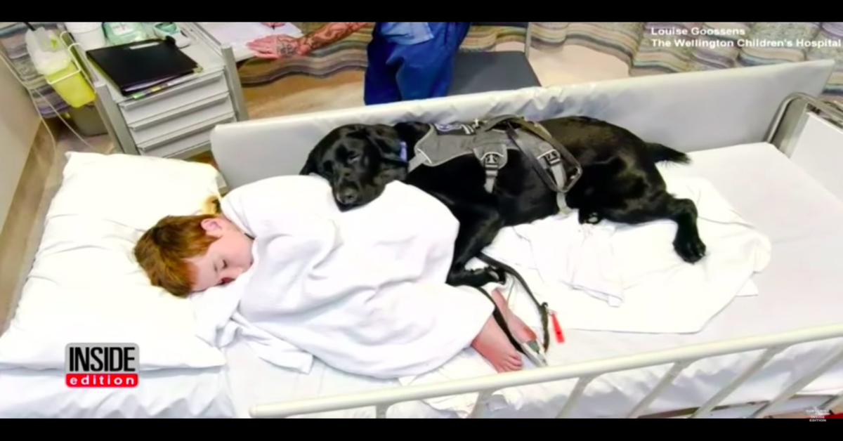 Mahe, il cucciolo di Labrador di servizio che non abbandona mai il suo fratellino umano autistico (VIDEO)
