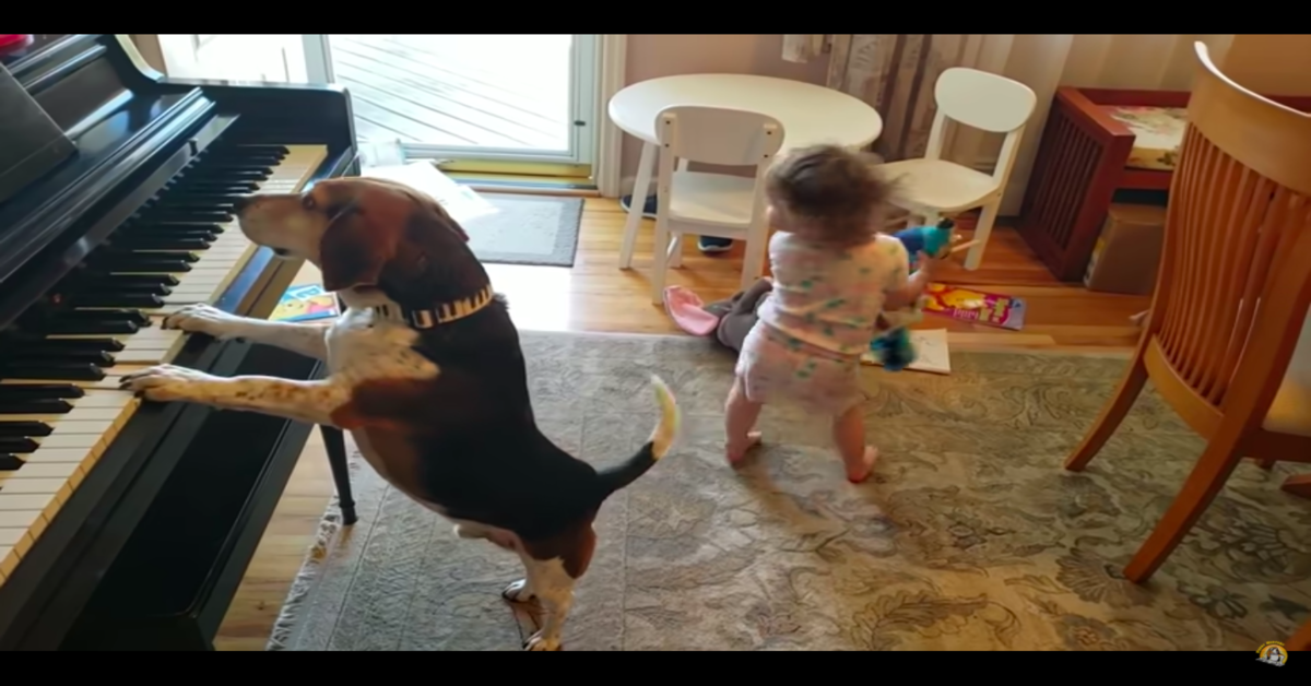 cane pianista con bambina che balla