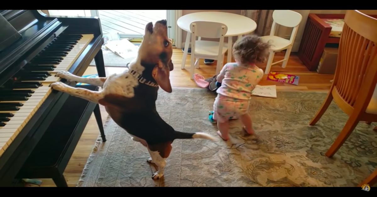 Il tenero video del Beagle che canta e suona il pianoforte insieme a una bimba (VIDEO)