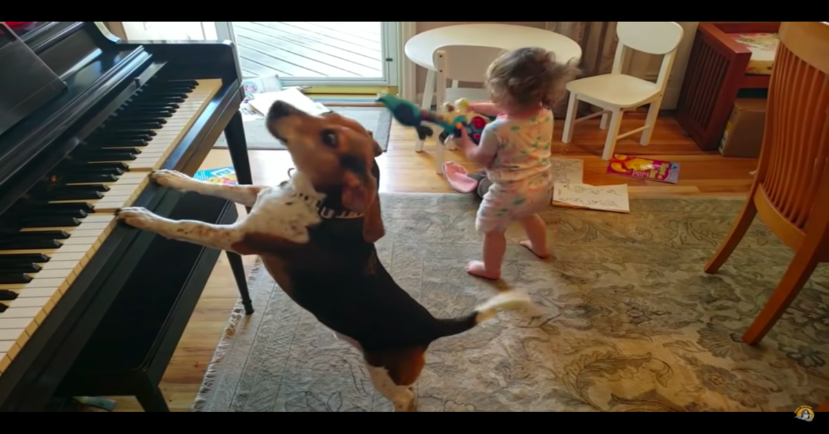 cane suona il piano e canta con una bambina