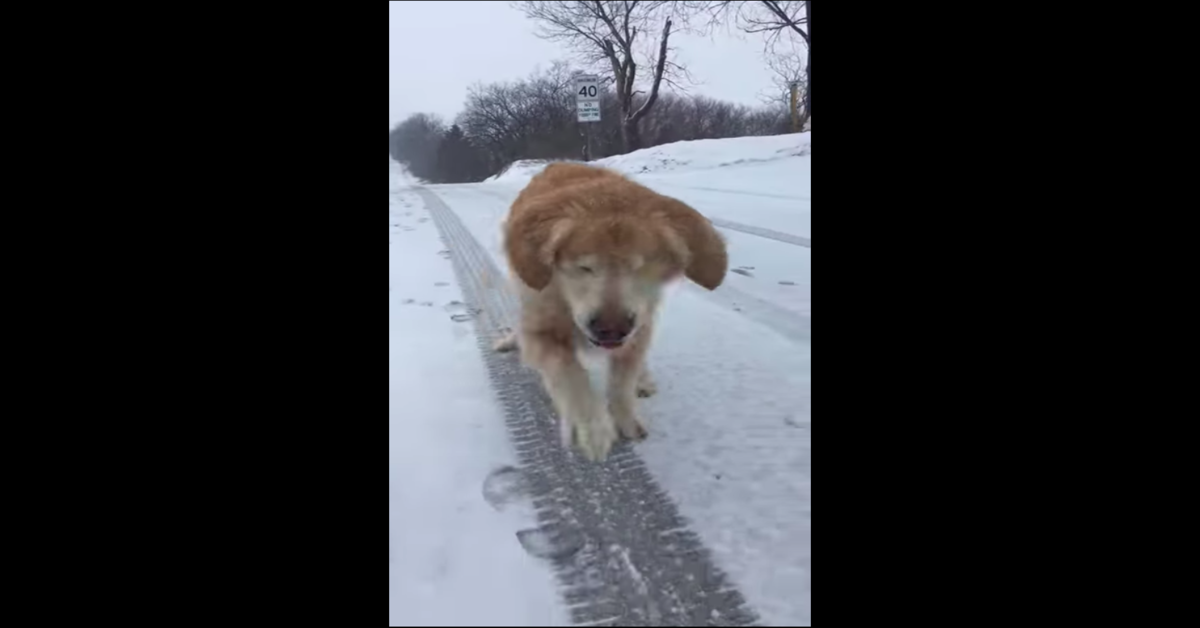 Smiley, un cucciolo di Golden Retriever cieco, si gode una bellissima camminata nella neve (VIDEO)