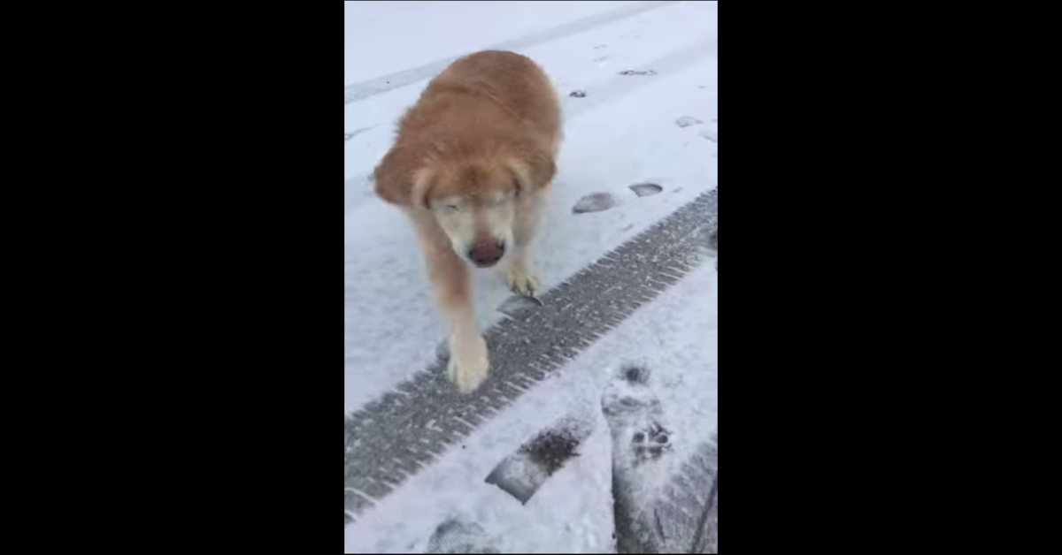 Golden Smiley felice nella neve