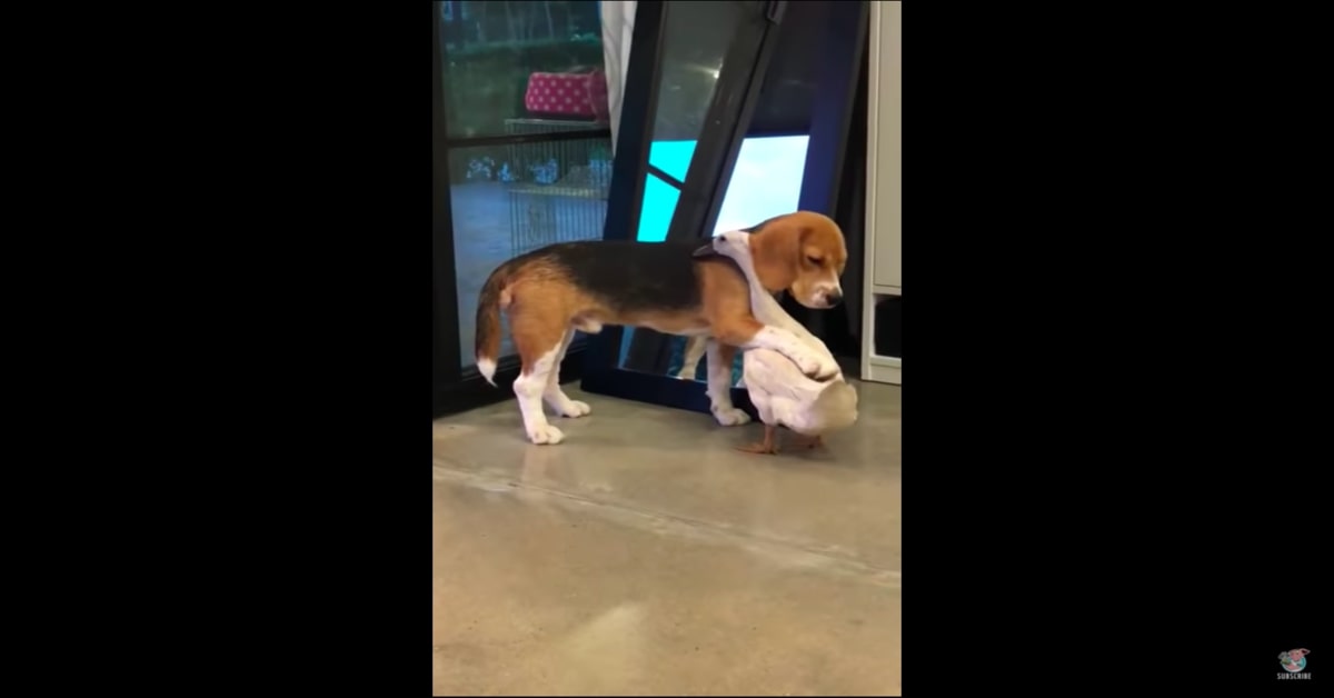 Bruno, un cucciolo di Beagle, abbraccia il suo migliore amico, una papera  (VIDEO)