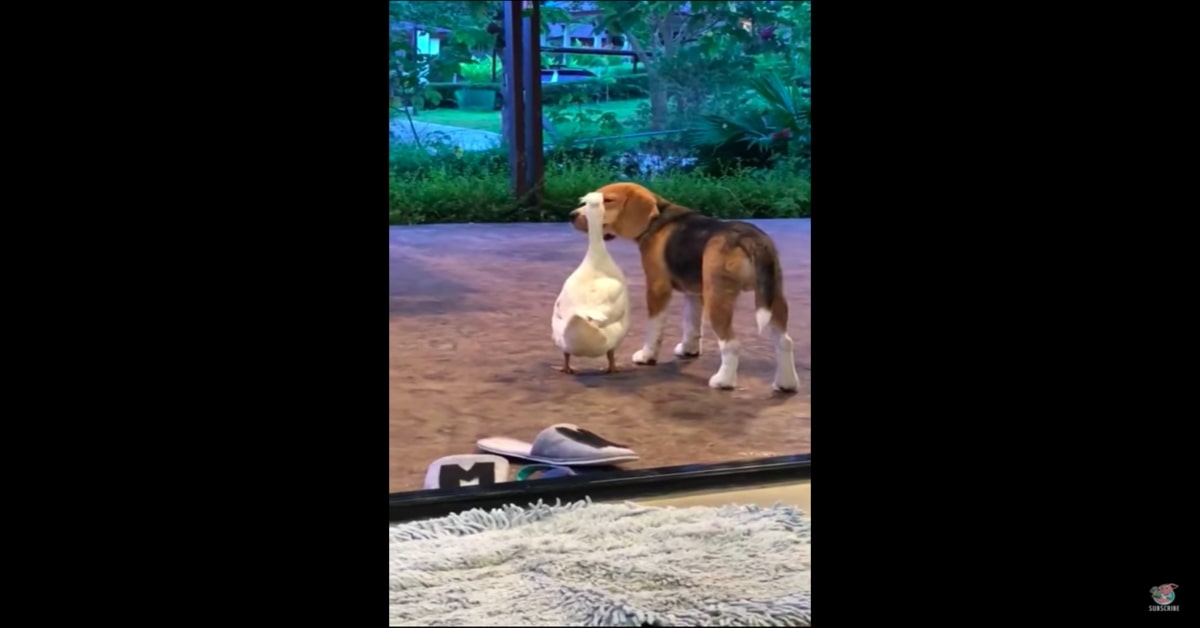 Bruno e Tweeti, papera e Beagle migliori amicii