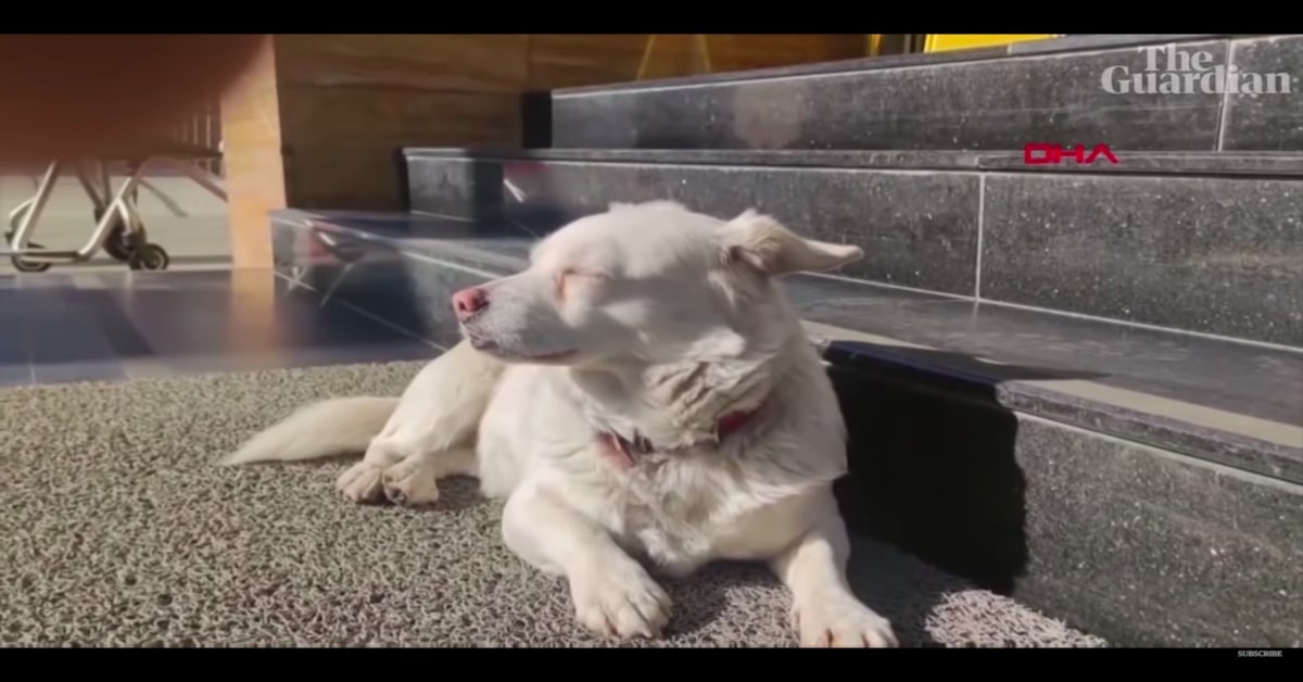 Boncuk, il cucciolo di cane che ha aspettato il suo padrone fuori dall’ospedale fino a quando non è stato dimesso (VIDEO)