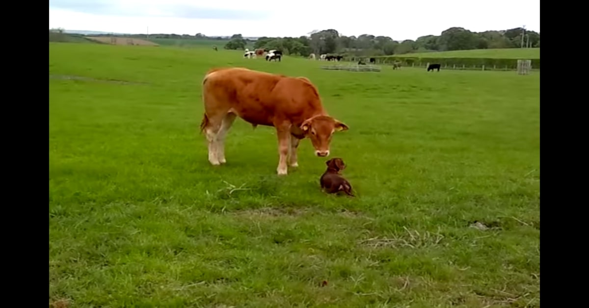 bassotto conosce e gioca con una mucca