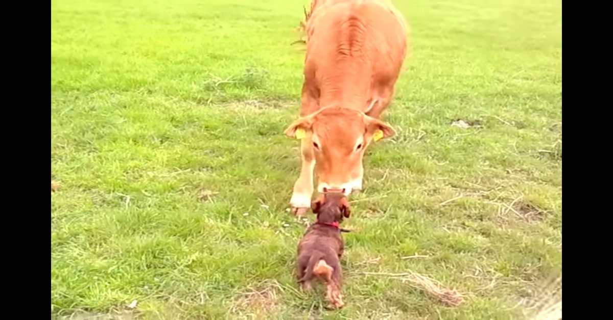 Lana, la cucciola di Bassotto felicissima di conoscere una mucca (VIDEO)