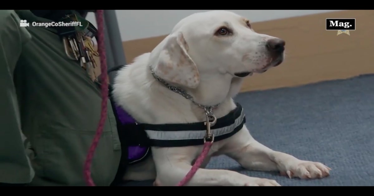 Daisy, la cucciola di Labrador che ha dato il benvenuto a dei bambini il primo giorno di scuola (VIDEO)