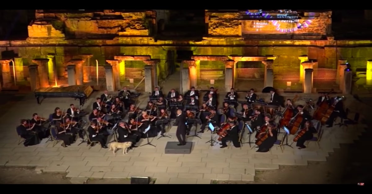 Un cucciolo di Labrador interrompe la performance di un’orchestra (VIDEO)