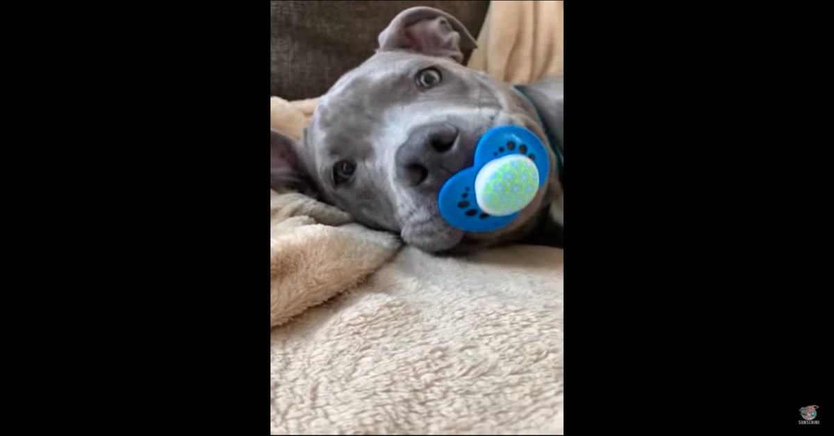 Louis, il tenero cucciolo di Staffordshire Bull Terrier non vuole lasciare il suo ciuccio (VIDEO)