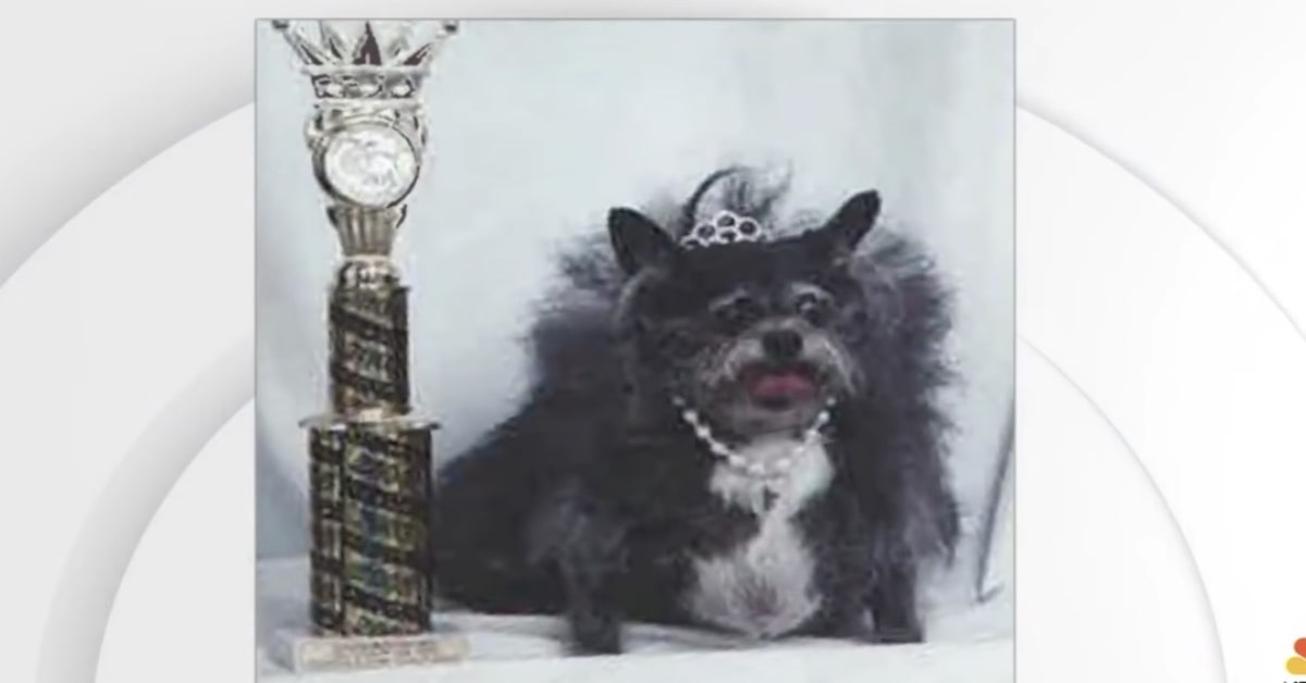 Scamp, il cucciolo di cane eletto come il “più brutto del mondo” (VIDEO)