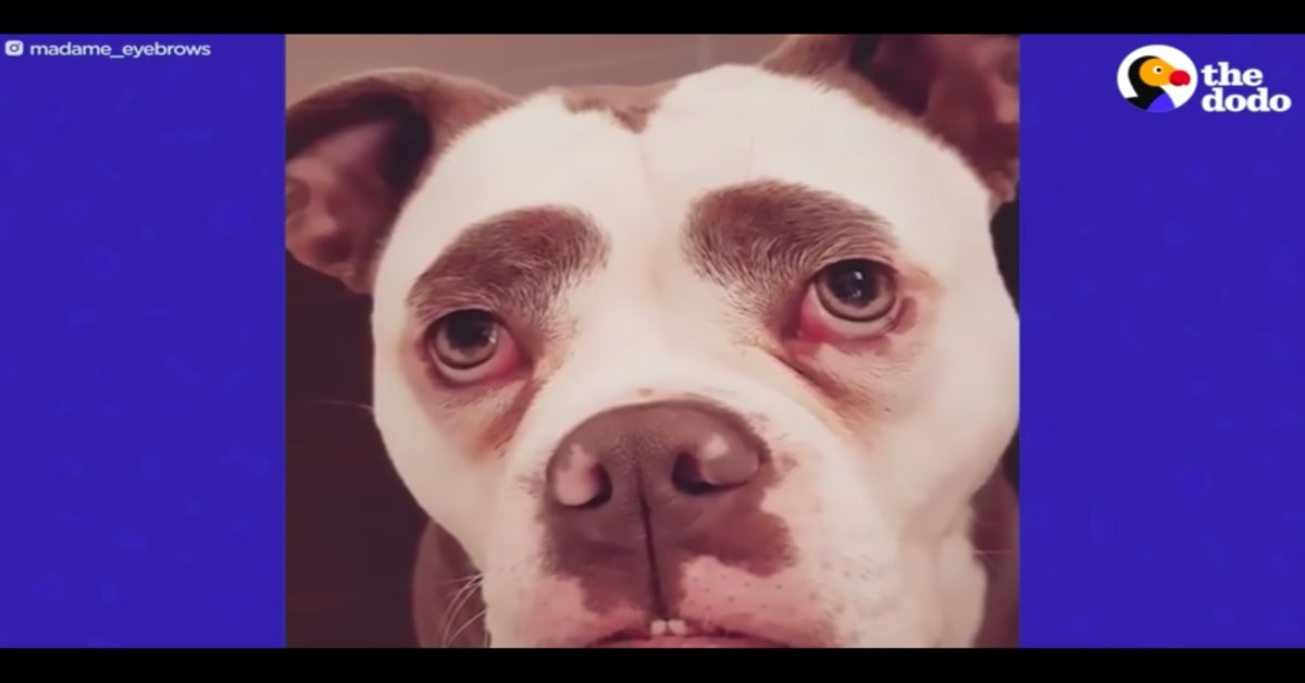 Madame Eyebrows, la cucciola di Bulldog Inglese con la faccia più triste di internet (VIDEO)