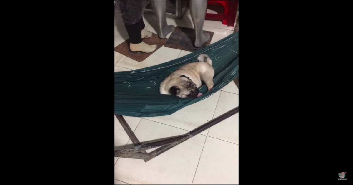 Un cucciolo di Carlino intenerisce la rete riposando su un’amaca (VIDEO)