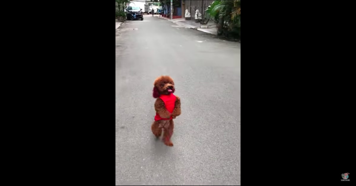 Bo, il Barboncino che cammina in una maniera alquanto originale (VIDEO)