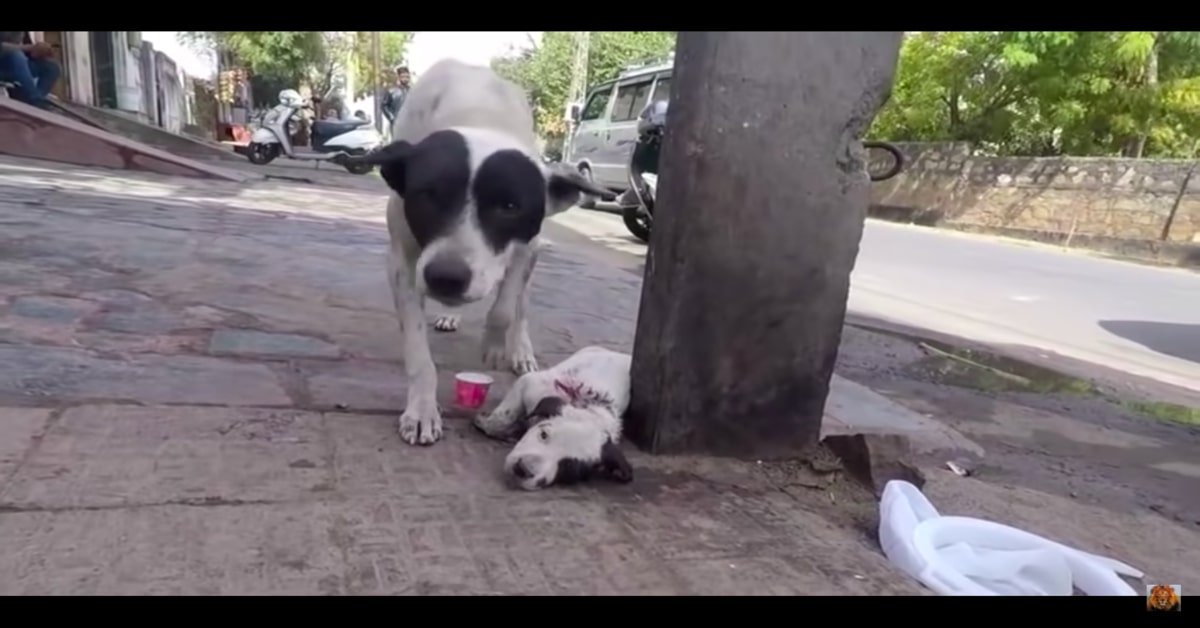 Una cagnolina chiede aiuto per salvare il suo cucciolo in pericolo (VIDEO)