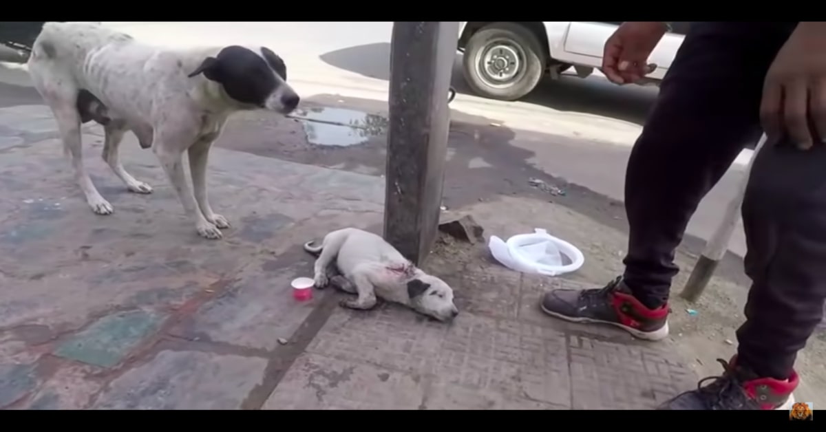 cagnolina mostra al veterinario il suo piccolo ferito