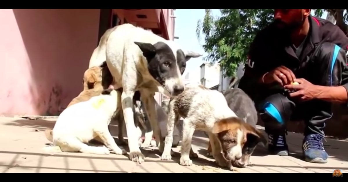 cucciolo ferito si riunisce alla mamma e ai fratellini