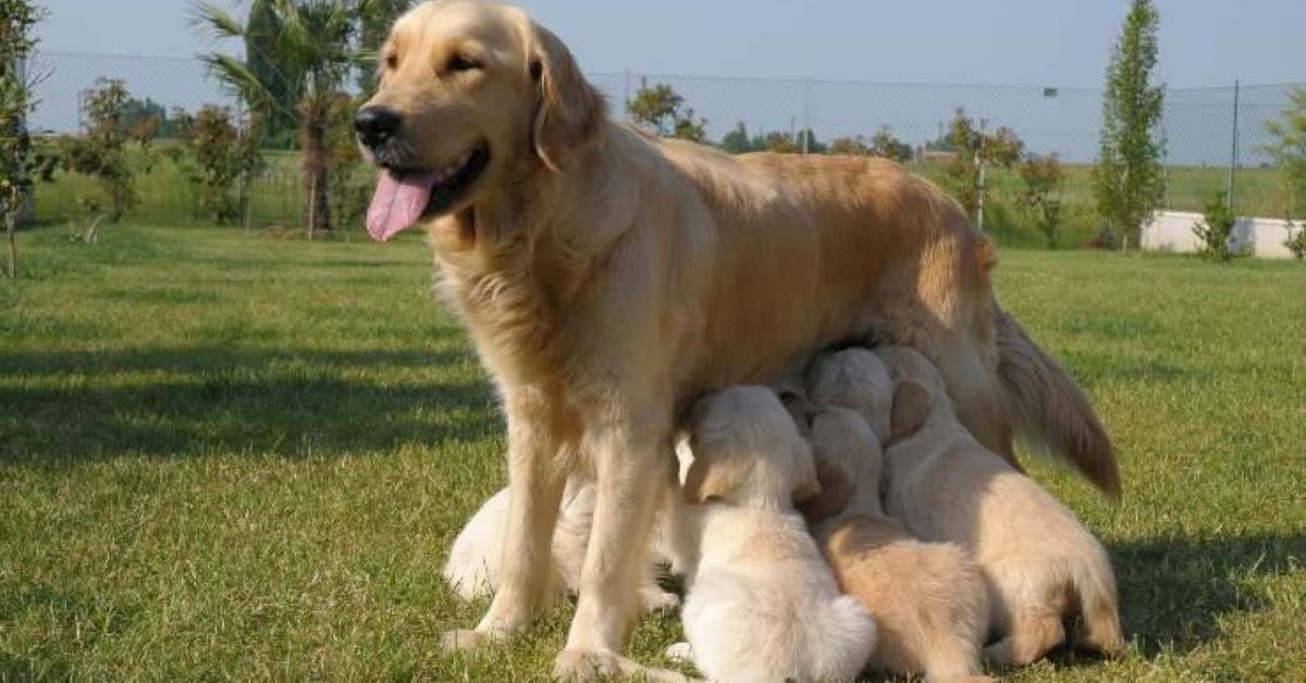 sono nati i cagnolini