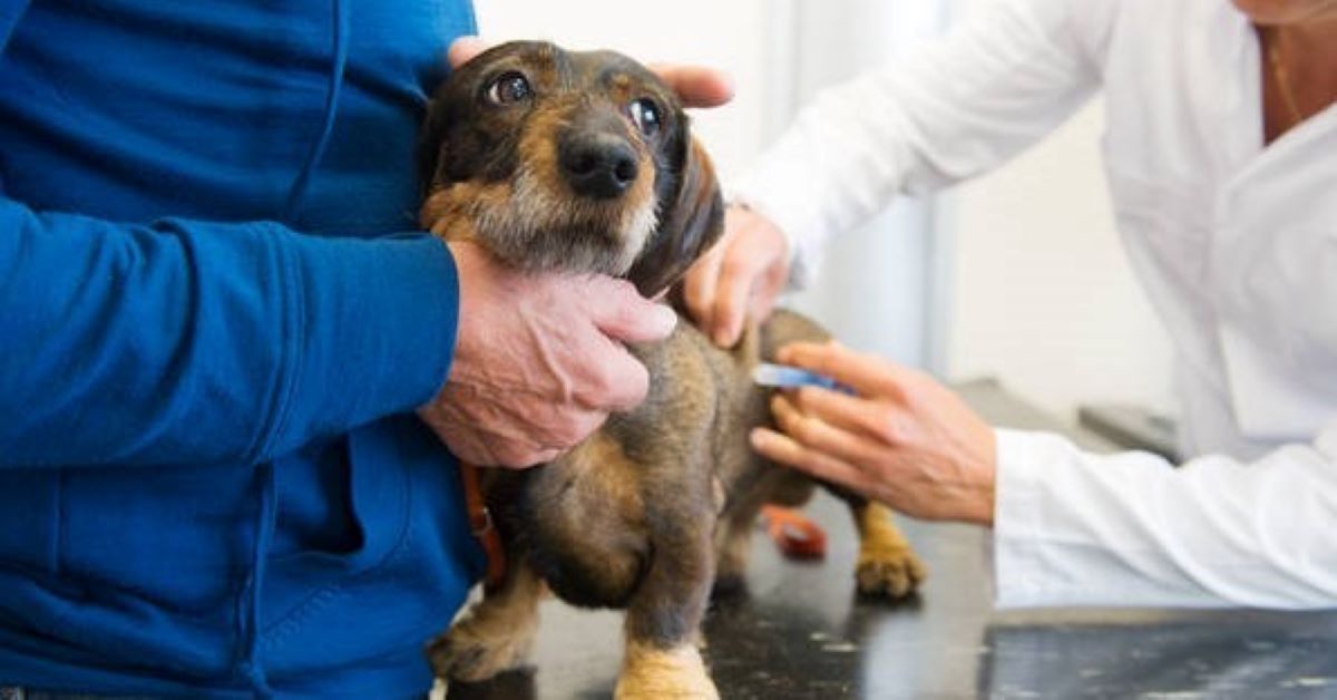 cucciolo dal veterinario