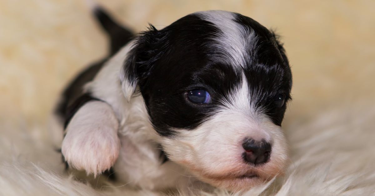 Sono nati i cagnolini, che cosa fare? Dal parto allo svezzamento, tutti i consigli utili