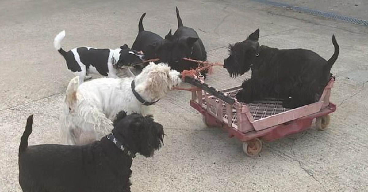 Squeak, lo Scottish Terrier che ha trasformato un carrello in una giostra (VIDEO)