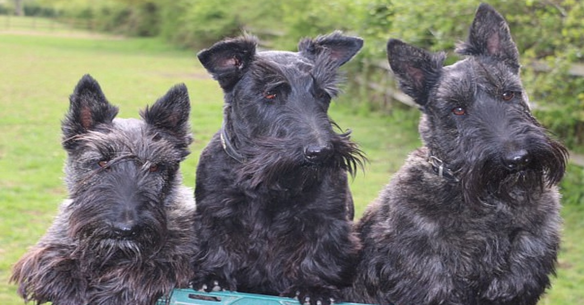 Squeak Scottish Terrier video